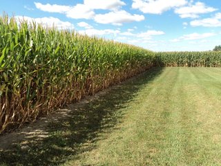 Property photo 17 - 119+/- Acres & Improvements Land Auction offered in 4 Tracts