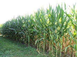 Property photo 2 - 119+/- Acres & Improvements Land Auction offered in 4 Tracts