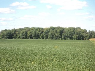 Property photo 16 - 119+/- Acres & Improvements Land Auction offered in 4 Tracts