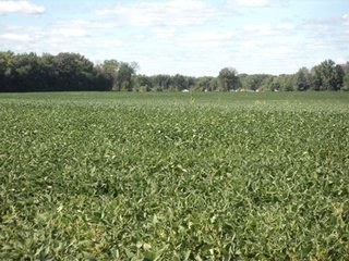 Property photo 10 - 119+/- Acres & Improvements Land Auction offered in 4 Tracts