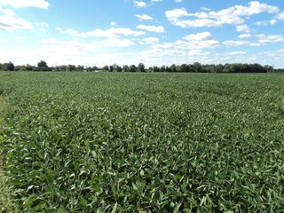Property photo 7 - 119+/- Acres & Improvements Land Auction offered in 4 Tracts