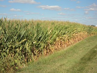 Property photo 3 - 119+/- Acres & Improvements Land Auction offered in 4 Tracts
