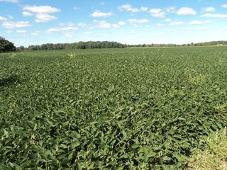 Property photo 9 - 119+/- Acres & Improvements Land Auction offered in 4 Tracts
