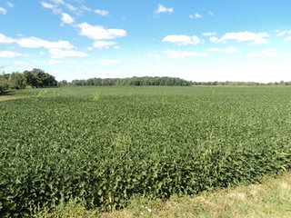 Property photo 1 - 119+/- Acres & Improvements Land Auction offered in 4 Tracts