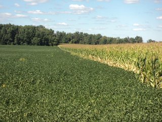 Property photo 4 - 119+/- Acres & Improvements Land Auction offered in 4 Tracts