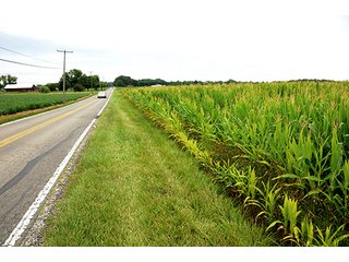TRACT 1 - 219.2+/- Acres offered in 4 Tracts, from 3.2 to 117 AcresLAND AUCTION