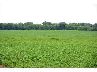 TRACT 4 - 219.2+/- Acres offered in 4 Tracts, from 3.2 to 117 AcresLAND AUCTION