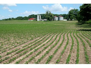 Property photo 10 - 160 +/- Acres offered in 3 TractsLAND AUCTION