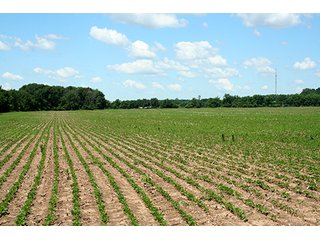 Property photo 13 - 160 +/- Acres offered in 3 TractsLAND AUCTION