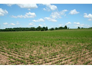 Property photo 12 - 160 +/- Acres offered in 3 TractsLAND AUCTION