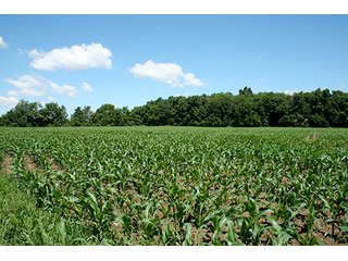 Property photo 7 - 160 +/- Acres offered in 3 TractsLAND AUCTION