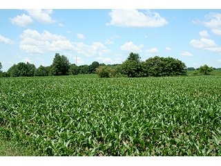 Property photo 3 - 160 +/- Acres offered in 3 TractsLAND AUCTION