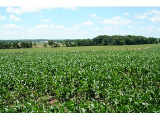 Property photo 1 - 160 +/- Acres offered in 3 TractsLAND AUCTION