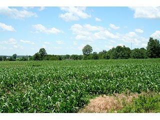 Property photo 2 - 160 +/- Acres offered in 3 TractsLAND AUCTION