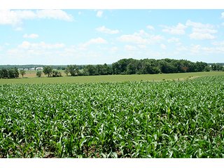 Property photo 5 - 160 +/- Acres offered in 3 TractsLAND AUCTION