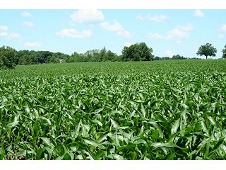 Property photo 4 - 160 +/- Acres offered in 3 TractsLAND AUCTION