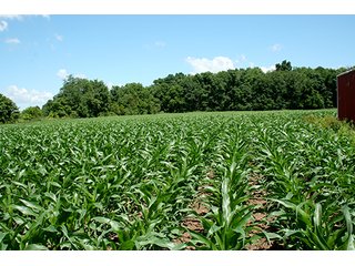 Property photo 6 - 160 +/- Acres offered in 3 TractsLAND AUCTION