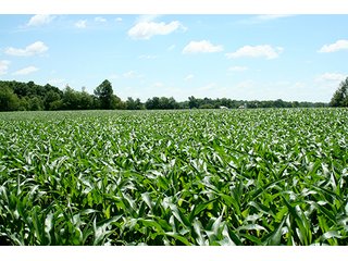 Property photo 9 - 160 +/- Acres offered in 3 TractsLAND AUCTION