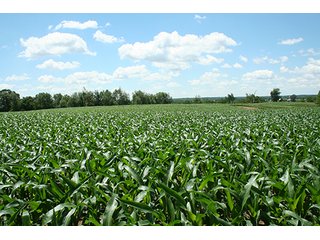 Property photo 8 - 160 +/- Acres offered in 3 TractsLAND AUCTION