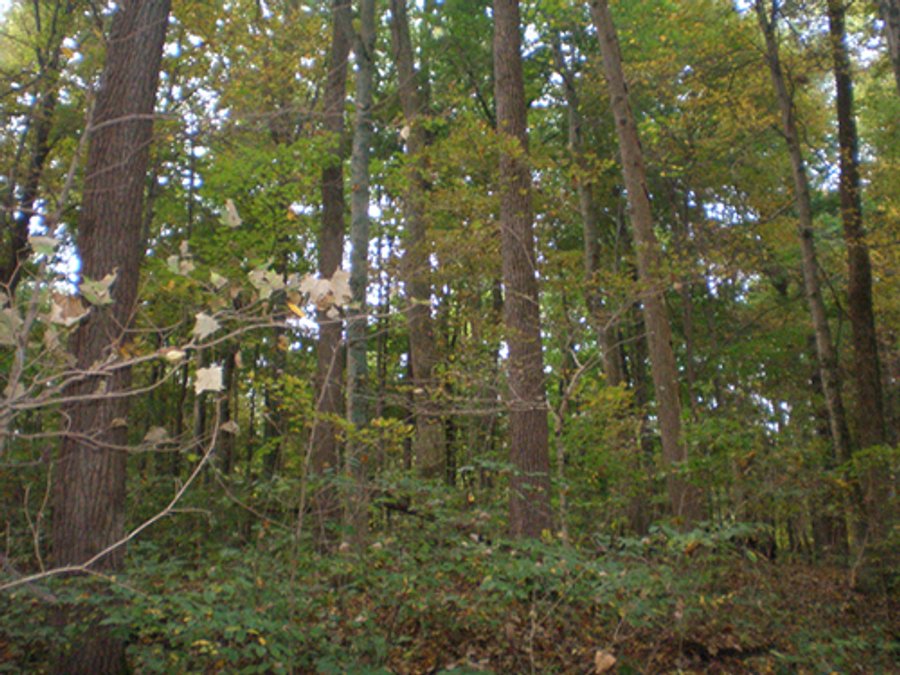 104 +/- Acres Offered in 4 TractsINDIANA LAND AUCTION