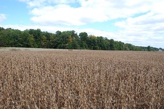 Southwest Development, DeKalb County