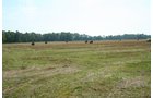Property photo 9 - 87+/- Acres offered in 4 TractsLAND AUCTION