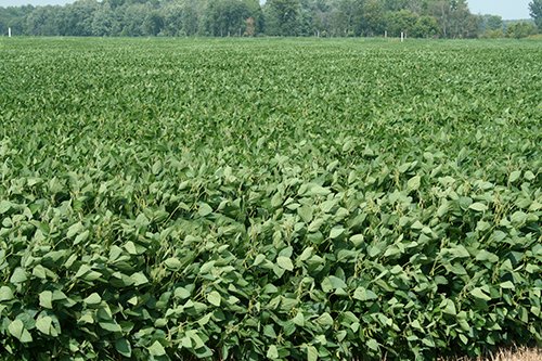 Property photo 4 - 87+/- Acres offered in 4 TractsLAND AUCTION