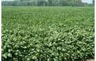 Property photo 4 - 87+/- Acres offered in 4 TractsLAND AUCTION
