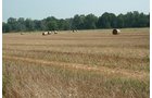 Property photo 10 - 87+/- Acres offered in 4 TractsLAND AUCTION