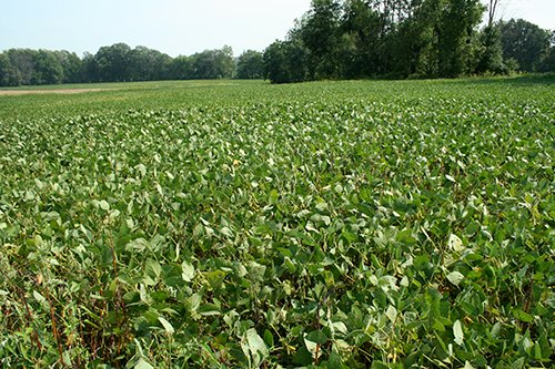 Property photo 6 - 87+/- Acres offered in 4 TractsLAND AUCTION