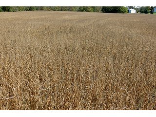 Property photo 10 - 21+/- Acres Ohio Land & Farm Equipment Auction