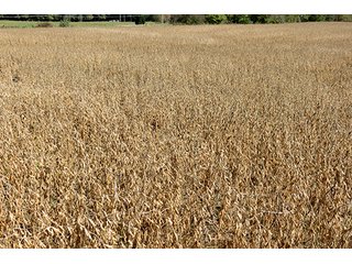 Property photo 5 - 21+/- Acres Ohio Land & Farm Equipment Auction