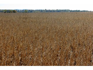 Property photo 6 - 21+/- Acres Ohio Land & Farm Equipment Auction