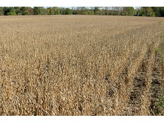 Property photo 2 - 21+/- Acres Ohio Land & Farm Equipment Auction