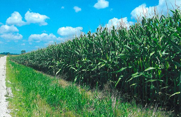 LAND AUCTION - 278.5+/- Acres Offered in 5 Tracts
