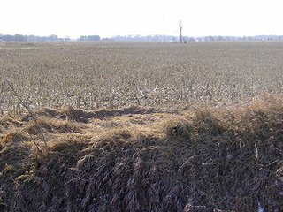 80 Acre Grain Farm - 80 Acre Grain Farm (PRICE REDUCED)