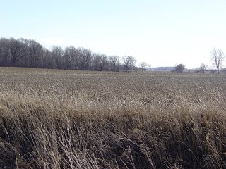 80 Acre Grain Farm - 80 Acre Grain Farm (PRICE REDUCED)