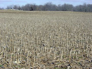 80 Acre Grain Farm - 80 Acre Grain Farm (PRICE REDUCED)