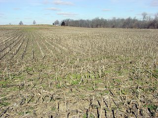 80 Acre Grain Farm - 80 Acre Grain Farm (PRICE REDUCED)
