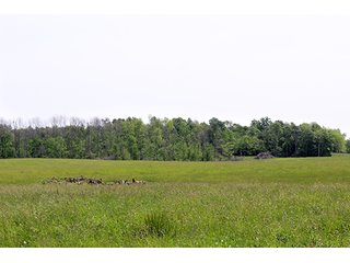 74 Acres with 2 homes and buildings.  Gently rolling land with 52+/- tillable acres and 18+/- wooded acres. - 74 Acres with 2 Homes & Buildings