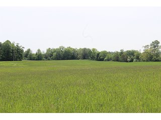 74 Acres with 2 homes and buildings.  Gently rolling land with 52+/- tillable acres and 18+/- wooded acres. - 74 Acres with 2 Homes & Buildings