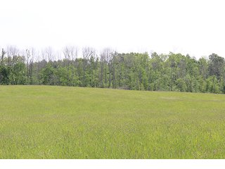 74 Acres with 2 homes and buildings.  Gently rolling land with 52+/- tillable acres and 18+/- wooded acres. - 74 Acres with 2 Homes & Buildings