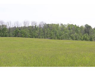 74 Acres with 2 homes and buildings.  Gently rolling land with 52+/- tillable acres and 18+/- wooded acres. - 74 Acres with 2 Homes & Buildings