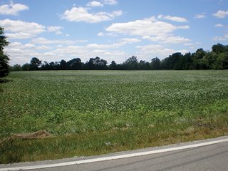 <b>FEATURES INCLUDE:</b>
- 76.21+/- Acres, transitional farmland, no improvements.
- Near schools, residential developments, and major retail in Pendleton Pike.
- Zoned agricultural currently.
- 2400+/- Feet frontage on 46th Street and 1105+/- feet frontage, all usable, on German Church Road.
- 68 Acres cropland currently leased for $10,200/year in 2013.
- 2014 tenant's rights available until 2/15/2014, thereafter proposed lease rate of $11,900/yr. to be assumed.
- Pretty 8 acres stream/woods.
- City water and sewer on German Church Road.
- New roundabout planned at intersection.
 - Transitional Farmland                                   