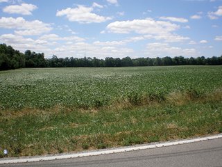 <b>FEATURES INCLUDE:</b>
- 76.21+/- Acres, transitional farmland, no improvements.
- Near schools, residential developments, and major retail in Pendleton Pike.
- Zoned agricultural currently.
- 2400+/- Feet frontage on 46th Street and 1105+/- feet frontage, all usable, on German Church Road.
- 68 Acres cropland currently leased for $10,200/year in 2013.
- 2014 tenant's rights available until 2/15/2014, thereafter proposed lease rate of $11,900/yr. to be assumed.
- Pretty 8 acres stream/woods.
- City water and sewer on German Church Road.
- New roundabout planned at intersection.
 - Transitional Farmland                                   