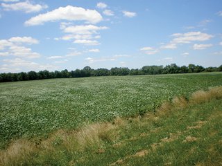 <b>FEATURES INCLUDE:</b>
- 76.21+/- Acres, transitional farmland, no improvements.
- Near schools, residential developments, and major retail in Pendleton Pike.
- Zoned agricultural currently.
- 2400+/- Feet frontage on 46th Street and 1105+/- feet frontage, all usable, on German Church Road.
- 68 Acres cropland currently leased for $10,200/year in 2013.
- 2014 tenant's rights available until 2/15/2014, thereafter proposed lease rate of $11,900/yr. to be assumed.
- Pretty 8 acres stream/woods.
- City water and sewer on German Church Road.
- New roundabout planned at intersection.
 - Transitional Farmland                                   