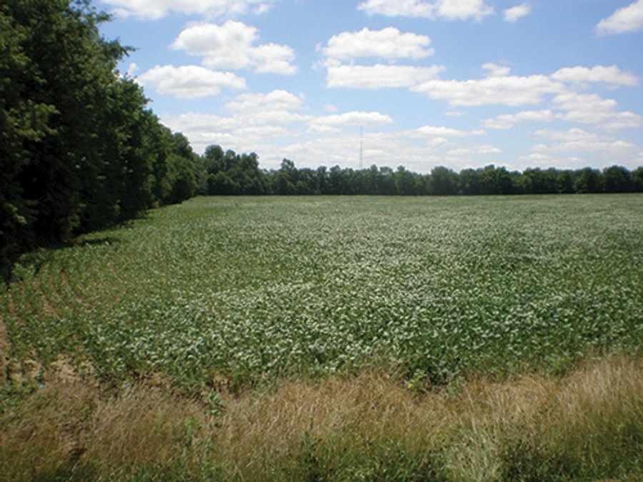 For sale: Transitional Farmland                                    - East side of Indianapolis adjoining the city of Lawrence, IN
