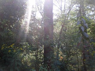 <b>FEATURES INCLUDE:</b>
- Approx. 19.5 acres classified forest.  Secluded - Great deer habitat.
- 27 Acres good bottom cropland.
- 14 Acres pretty woodland.  Timber potential
- Fish, hunt and canoe here right on your land.  Stream on south line.
- Great building site on hill.
- $4,000 crop income/year now.
- Electric to property.
- Seller to retain 2013 crop income.
- 2014 crop rights available. - Deer Hunters Special - Great Combination Recreational Use & Investment Income