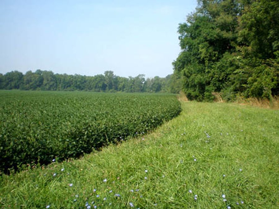 For sale: Deer Hunters Special - Great Combination Recreational Use & Investment Income - Cambridge City, IN