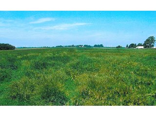 Tract 5 - 241 Acres Offered in 4 Tracts, Land Auction